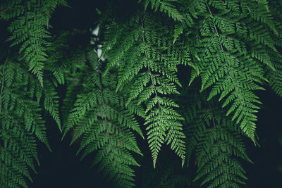 Close-up of fern leaves