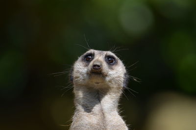 Portrait of meerkat outdoors