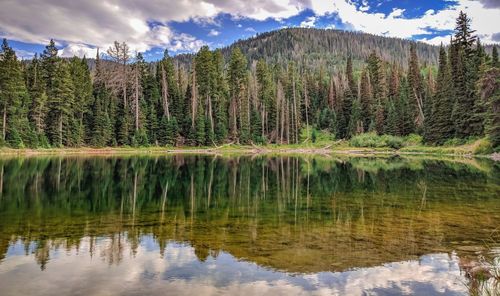 Scenic view of lake by trees against sky