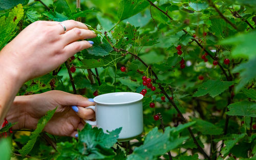 Hand of woman picking red currant in the garden no face