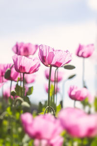 Close-up of pink flowering plant