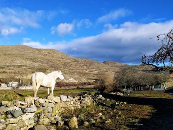 White horse on field against sky