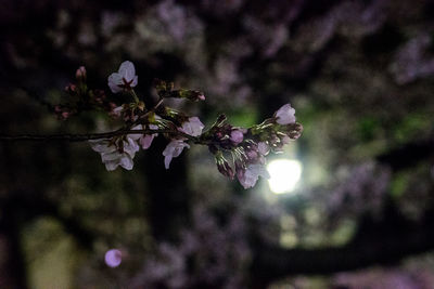 Close-up of cherry blossoms in spring