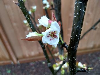 Close-up of white cherry blossom