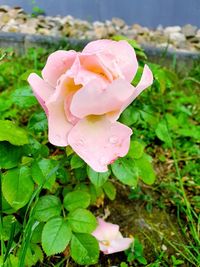 Close-up of pink rose flower