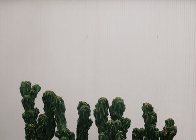 Close-up of green leaves on table against wall