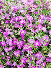 High angle view of pink flowering plants