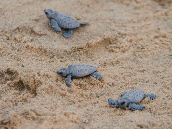 High angle view of turtle