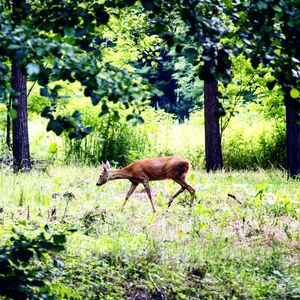 Horse standing in forest