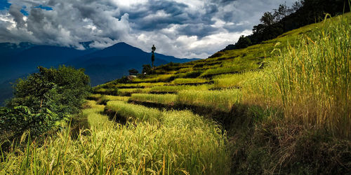 Scenic view of field against sky