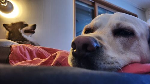 Close-up of dog at home