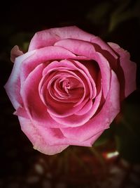 Close-up of pink rose blooming outdoors