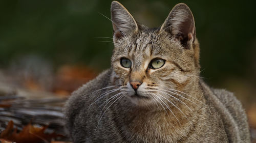 Close-up portrait of a cat