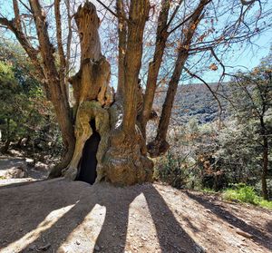 Low section of woman shadow on tree