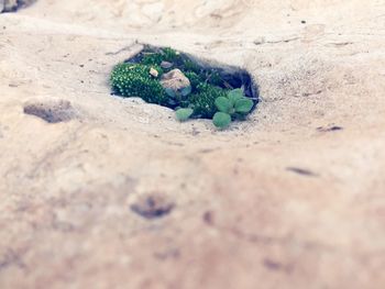 High angle view of crab on sand