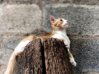 Close-up of a cat looking away