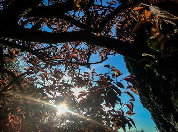 Low angle view of tree against sky