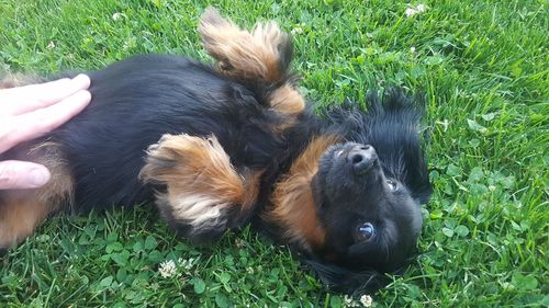 View of a dog lying on grass