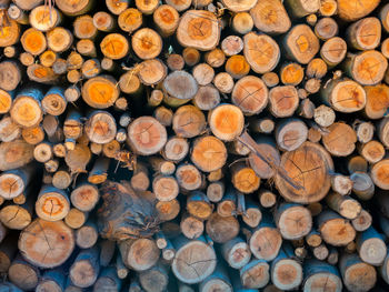 Full frame shot of logs in forest