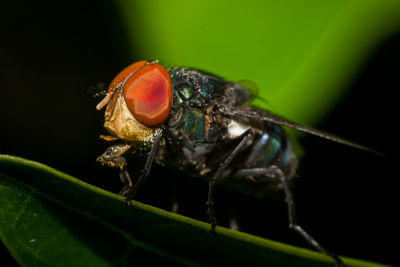 Close-up of insect on leaf