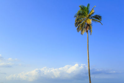 Low angle view of coconut palm tree against blue sky