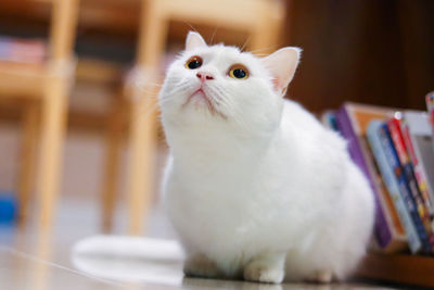 Close-up of a cat looking away