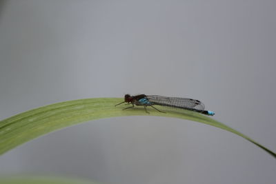 Close-up of insect on a plant