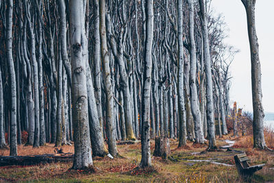 Trees in forest