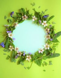 Close-up of flowering plant against white background