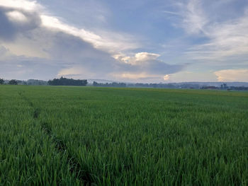 Scenic view of agricultural field against sky