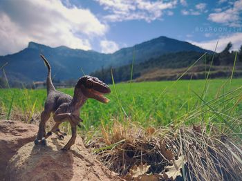 Velociraptor figurine on rock by agricultural field against sky