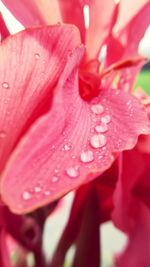 Close-up of wet red flower blooming outdoors