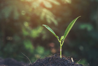 Close-up of plant growing outdoors