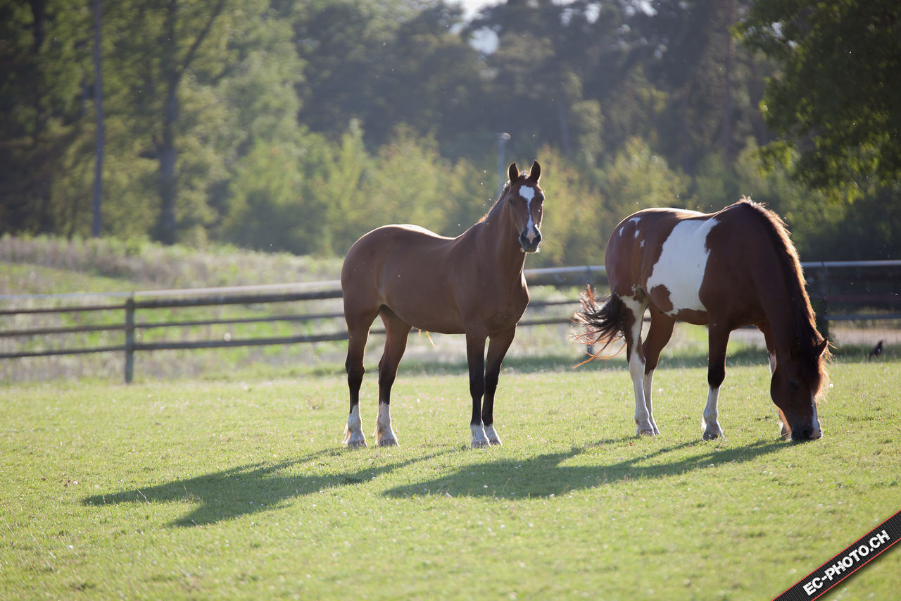 HORSES ON FIELD