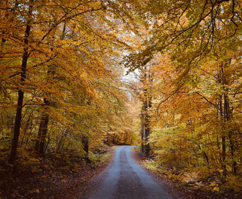 Road amidst trees in forest during autumn