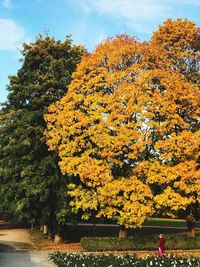 Yellow flowering plants in park during autumn