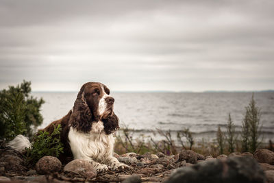 Dog by sea against sky