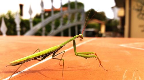 Close-up of praying mantis on footpath in garden