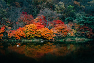 Autumn trees by lake in forest