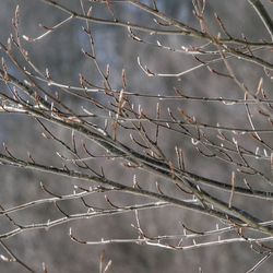 Low angle view of bare tree branches