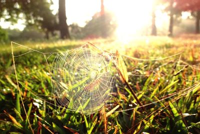 Close-up of spider on web