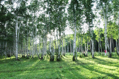 Panoramic shot of trees on field