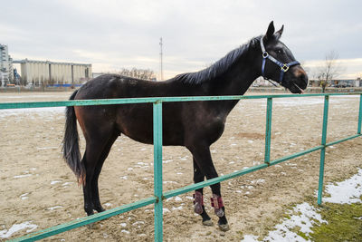 Horse standing on field against sky