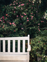 Empty bench by plants