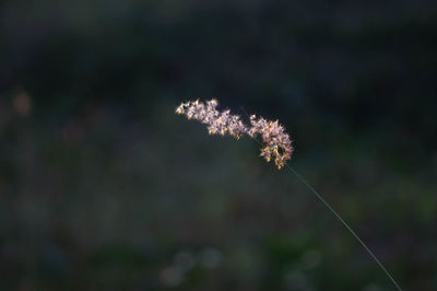 Close-up of wilted plant on field