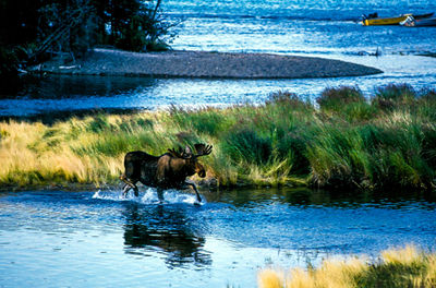 Moose running in lake