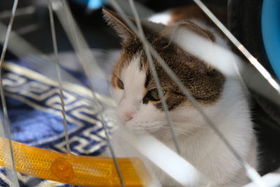 Close-up of a cat looking away