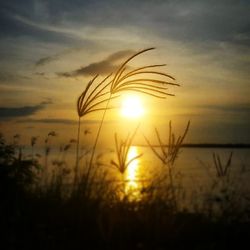 Close-up of silhouette plants against sunset sky