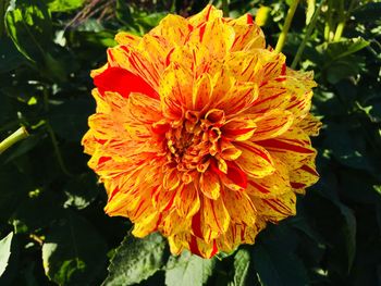 Close-up of orange flowering plant