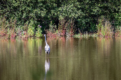 View of a bird in lake